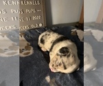 Small Photo #24 Welsh Cardigan Corgi Puppy For Sale in SUN PRAIRIE, WI, USA
