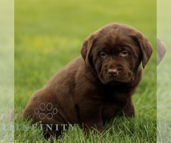 Medium Photo #3 Labrador Retriever Puppy For Sale in RONKS, PA, USA
