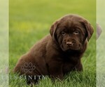 Small #2 Labrador Retriever
