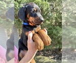 Small #23 Doberman Pinscher