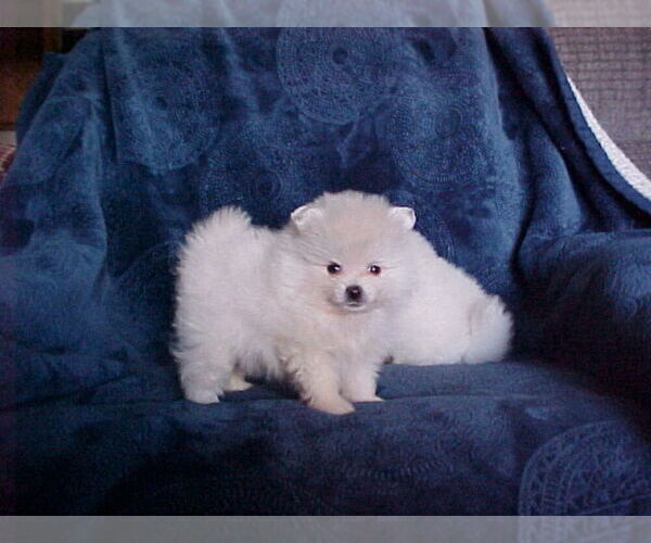 Medium Photo #2 Pomeranian Puppy For Sale in APPLE VALLEY, CA, USA