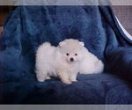 Small #1 Pomeranian
