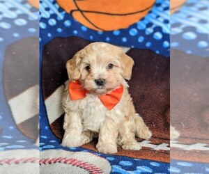 Maltipoo Puppy for sale in ATGLEN, PA, USA