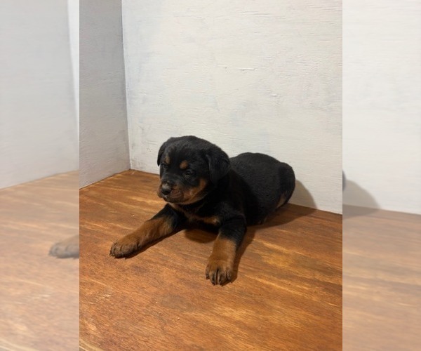 Medium Photo #3 Bernese Mountain Dog-Rottweiler Mix Puppy For Sale in SHEFFIELD, IL, USA