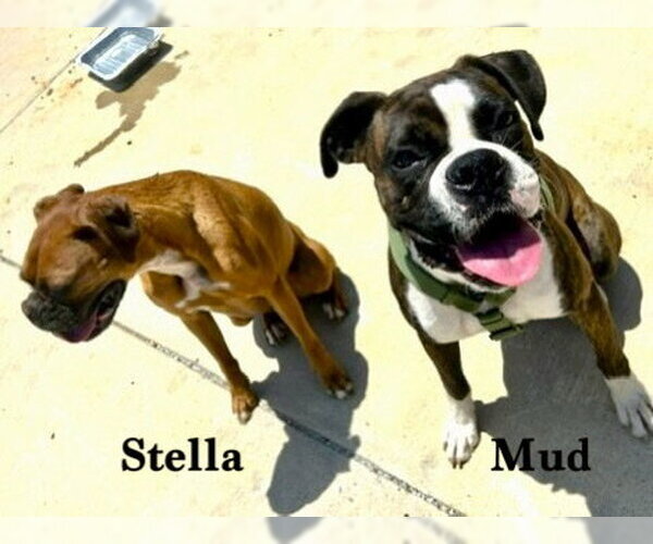Medium Photo #3 Boxer Puppy For Sale in Austin, TX, USA