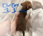 Small Photo #6 Chiweenie Puppy For Sale in CANDLER, NC, USA