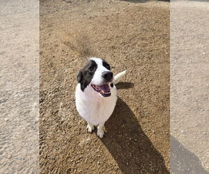 Great Pyrenees-Unknown Mix Dogs for adoption in Maquoketa, IA, USA