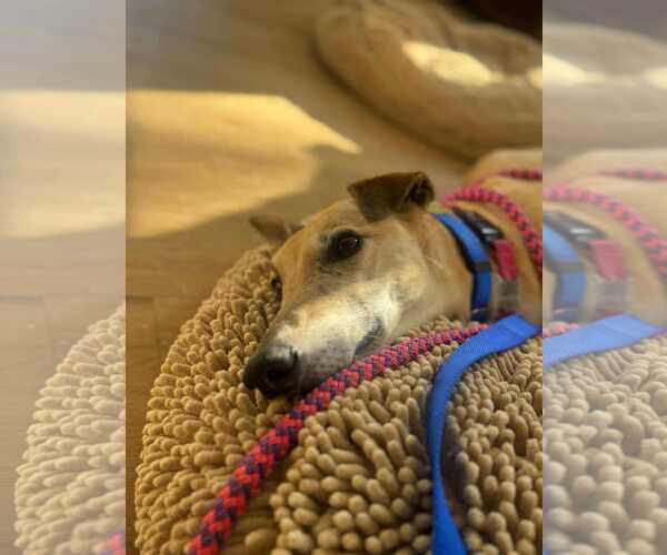 Medium Photo #3 Greyhound Puppy For Sale in Cherry Hill, NJ, USA