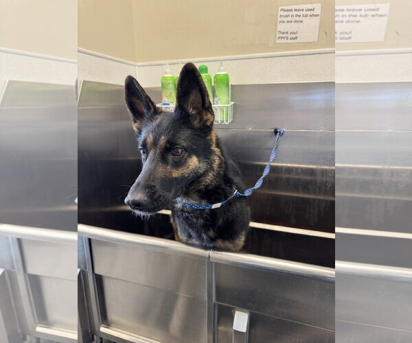 Medium Photo #3 German Shepherd Dog-Unknown Mix Puppy For Sale in Fort Collins, CO, USA