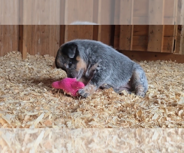 Medium Photo #6 Australian Cattle Dog Puppy For Sale in CURRAN, MI, USA