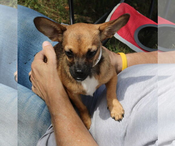 Medium Photo #2 French Bullhuahua Puppy For Sale in Bandera, TX, USA