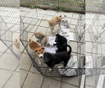 Small #2 pomeranian spitz Mix