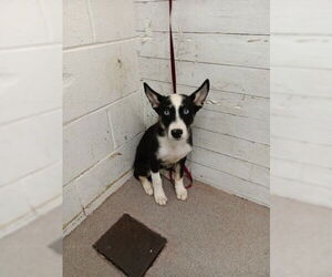 Siberian Husky Dogs for adoption in San Bernardino, CA, USA