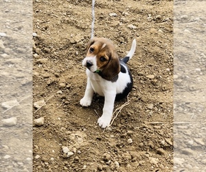 Beagle Puppy for sale in GR BLANC, MI, USA