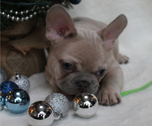 French Bulldog Puppy for sale in ROSEVILLE, OH, USA