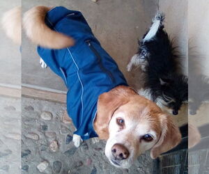 Sammy-his BFF is roomy - Male Beagle Dog for Adoption - Photo #7