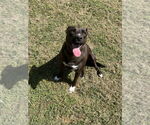 Small #9 Labrador Retriever Mix