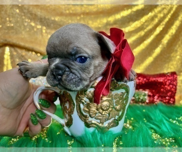 Medium Photo #95 French Bulldog Puppy For Sale in HAYWARD, CA, USA