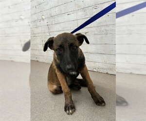 German Shepherd Dog Dogs for adoption in San Bernardino, CA, USA