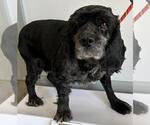 Small #1 Cocker Spaniel