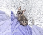 Small #1 French Bulldog