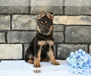 German Shepherd Dog Puppy for sale in MILLERSBURG, OH, USA