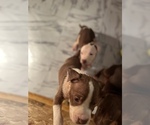 Small Photo #16 American Staffordshire Terrier Puppy For Sale in WALDORF, MD, USA