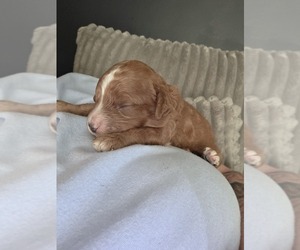 Medium Golden Retriever-Poodle (Toy) Mix