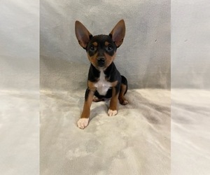 Australian Shepherd-Miniature Pinscher Mix Puppy for sale in HILLSBORO, WI, USA