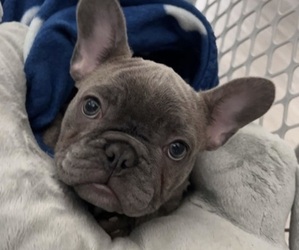 French Bulldog Puppy for sale in ARGYLE, TX, USA
