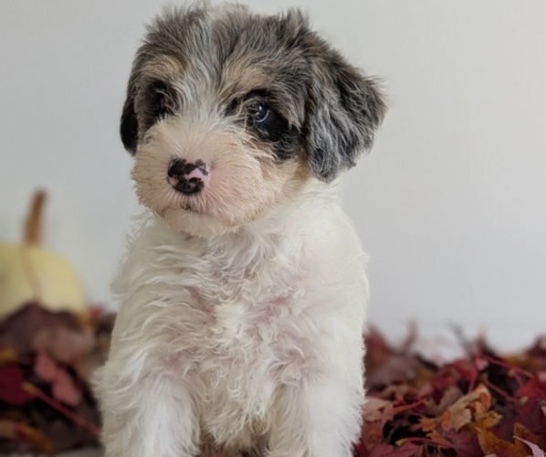 Medium Photo #23 Schnoodle (Miniature) Puppy For Sale in GOSHEN, IN, USA