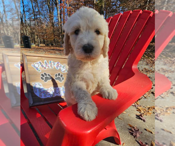 Medium Photo #5 Goldendoodle Puppy For Sale in ATHENS, TN, USA