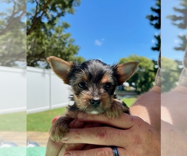 Medium Photo #2 Yorkshire Terrier Puppy For Sale in MADEIRA BEACH, FL, USA