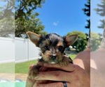 Small #1 Yorkshire Terrier