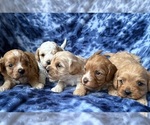 Small Cavapoo