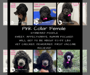 Poodle (Standard) Puppy for sale in WOODBINE, IA, USA