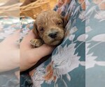 Puppy Autumn Cock-A-Poo-Poodle (Miniature) Mix