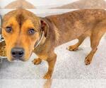 Small #1 Labrador Retriever Mix
