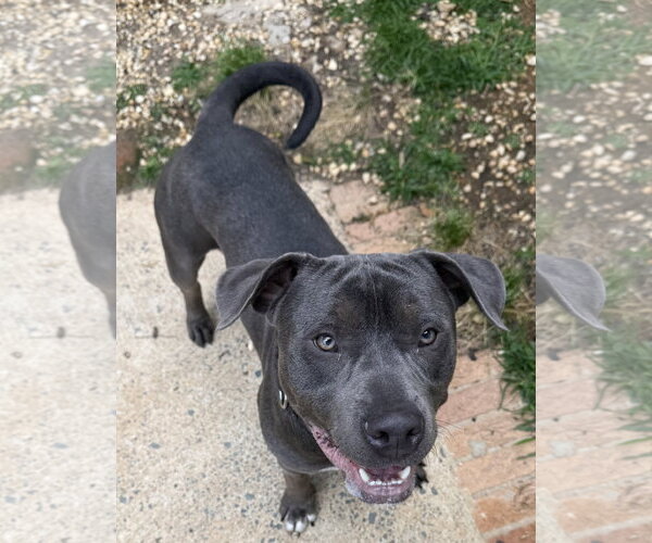 Medium Photo #1 Mutt Puppy For Sale in Woodbury, NY, USA