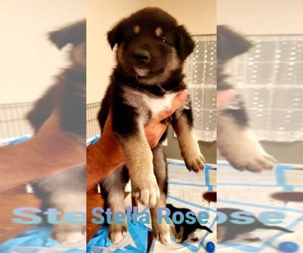 Medium Photo #13 German Shepherd Dog-Siberian Husky Mix Puppy For Sale in JOHNS ISLAND, SC, USA