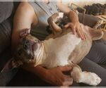 Small #6 American Pit Bull Terrier Mix