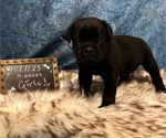Small Photo #2 Cane Corso Puppy For Sale in SYLMAR, CA, USA