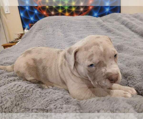 Medium Photo #1 American Bully Puppy For Sale in ROHNERT PARK, CA, USA