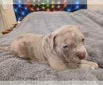 Puppy Sausage American Bully
