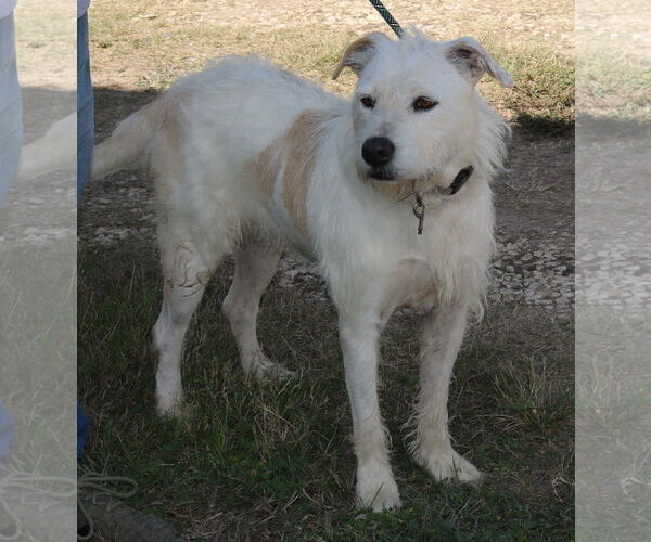 Medium Photo #2 Airedale Terrier-Irish Terrier Mix Puppy For Sale in Bandera, TX, USA