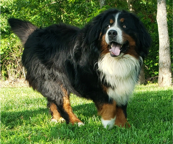 Medium Photo #1 Bernese Mountain Dog Puppy For Sale in NORWOOD, MO, USA