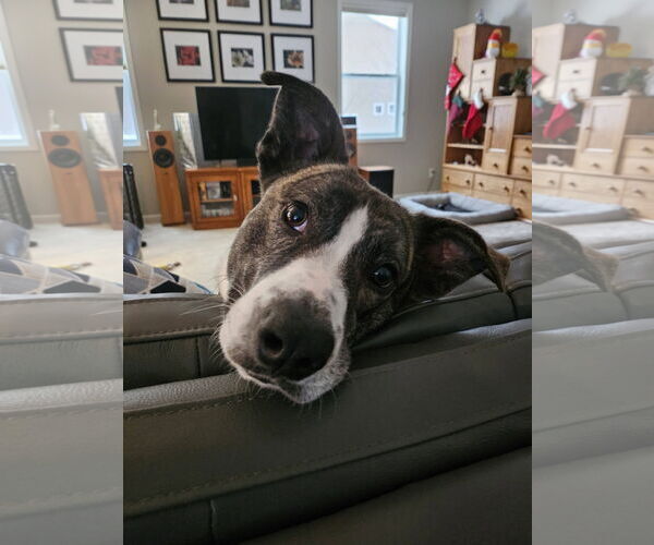 Medium Photo #7 Mutt Puppy For Sale in St. Louis Park, MN, USA