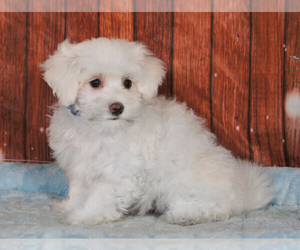 Medium Photo #1 Maltichon Puppy For Sale in PENNS CREEK, PA, USA