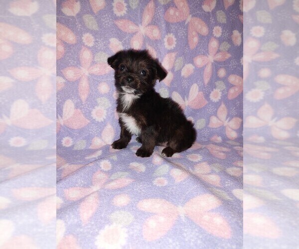 Medium Photo #5 Poodle (Toy) Puppy For Sale in LAPEER, MI, USA
