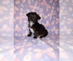 Small #4 Poodle (Toy)